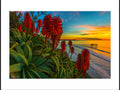 Aloe Twilight