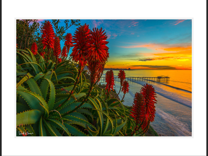 Aloe Twilight