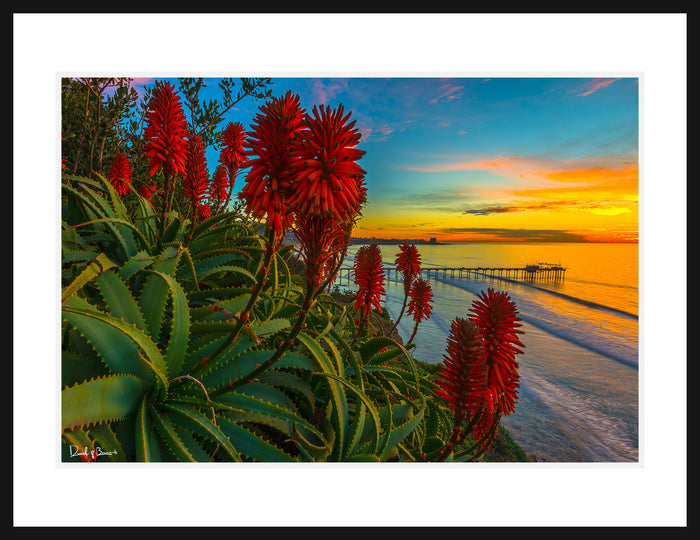 Aloe Twilight