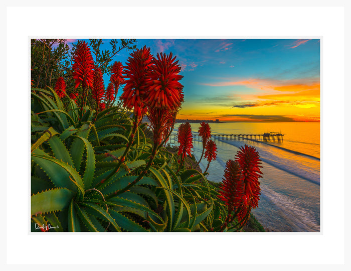 Aloe Twilight