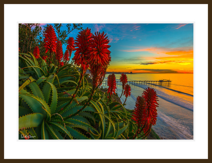 Aloe Twilight