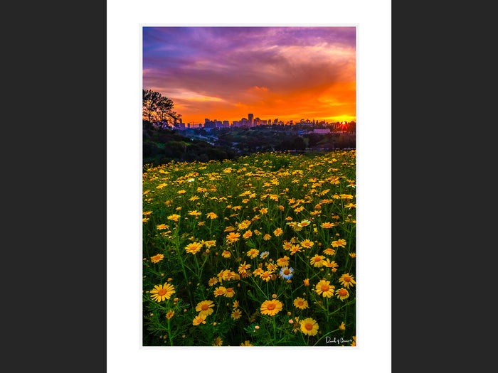 Downtown Flowers