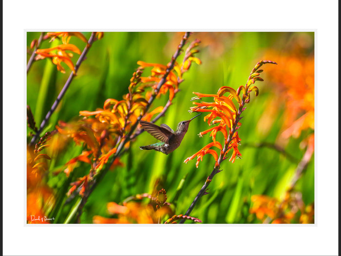 Hummingbird Flowers