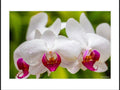 Orchid Forest