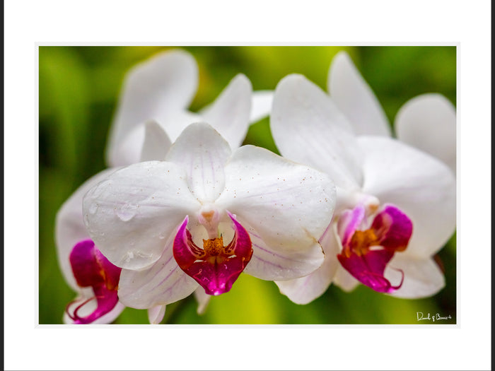 Orchid Forest