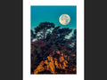 Torrey Moon