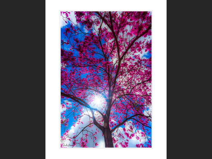 Wishing Tree